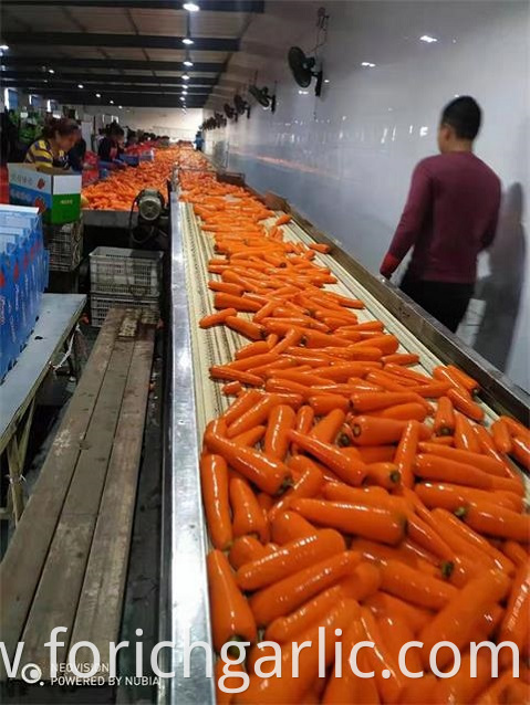 New Crop Fresh Carrot 2019
